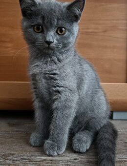 BKH Kitten Blue/Auszugsbereit zu sofort/ Noch ein Kätzchen da - Hamburg