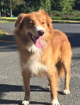 Nova Scotia Duck Toller Retriever mit Outcross Herkunft abzugeben - Waldmünchen