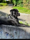 Wunderschöner Cane Coso Rüde in 99867