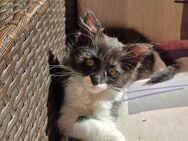 Katzenbabys in gute Hände abzugeben (Maincoon Katzenmix) - Riedstadt