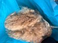 Alpaka Rohwolle von 4 Tieren ungewaschen A-Wolle in 91322