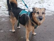 Herzenshund Antonio, 4J sucht Dich - Schwäbisch Hall