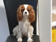 Cavalier King Charles Spaniel Welpen - Trebendorf