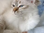 Ragdoll - Hohenstein-Ernstthal Zentrum