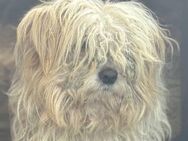 RM 1, kleiner Wuschelbub 🐾 - Elsdorf (Nordrhein-Westfalen)