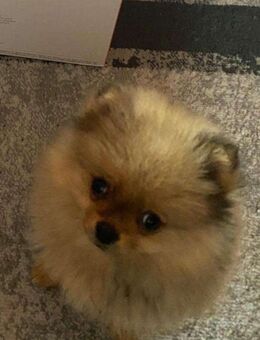 Pomeranian Hund zu verkaufen - Stelle