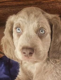 Welpe Weimaraner (Langhaarrüde) - Wachtberg