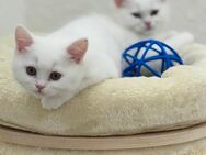 Reinrassige BKH Kitten - Berlin