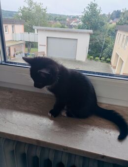 Süße 12 Wochen alte Kätzchen abzugeben 🐾 - Seckach