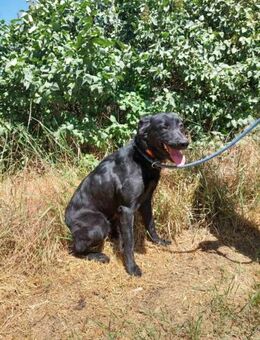 Letti, Retriever Mudi Mix - Remagen
