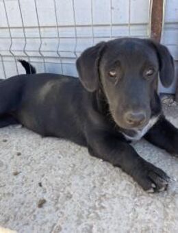 Tilly- Schönheit sucht eigene Familie - Celle