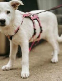 Snowieklug, freundlich, abenteuerlustig - München