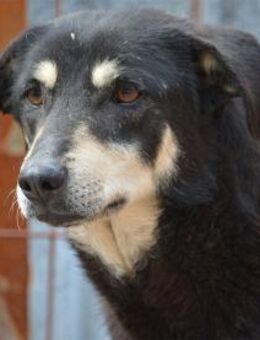 Aika - Pflegestelle oder Zuhause gesucht - Oberwies