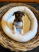 Jack Russell Welpen in 6216
