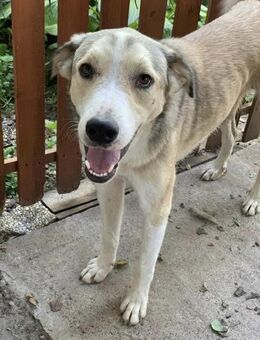 Pflegestelle gesucht für Sam - Celle