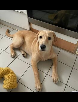 Labrador 6 Monate alt sucht neues Heim - Hannover