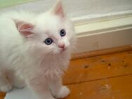 3 Main Coon mix Ragdoll - Gemünden (Main)