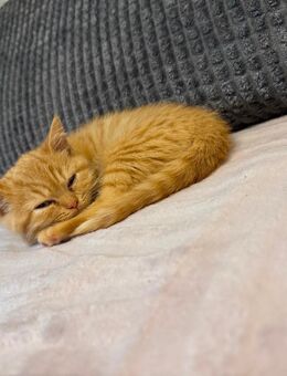 ABGABEBEREIT BKH kitten mit Stammbaum Creme Tabby - Dortmund Menglinghausen