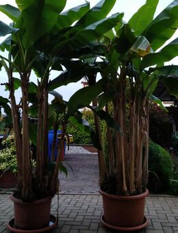 Getopfte Bananenpflanzen in verschiedenen Größen - Gera