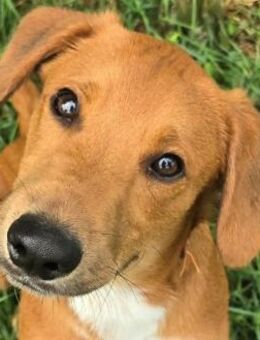 Benson - hübscher Junghund sucht ... - Süderbrarup