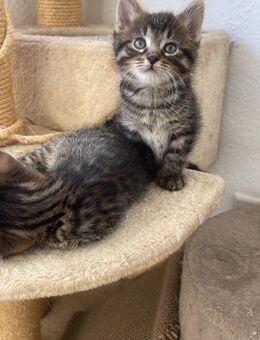 EKH Kitten abgzugeben - Recklinghausen