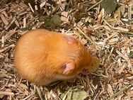 Goldhamster weiblich - Braunschweig
