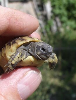 Griechische Landschildkröte Ostrasse (THB) aus Lehrte - Lehrte Zentrum