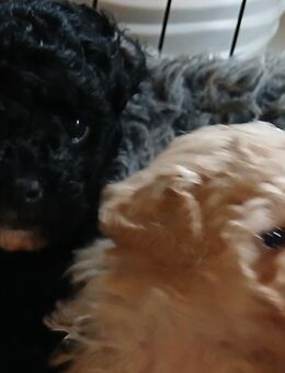 Das Familienglück auf lockigen Pfötchen , 6 reinrassige Zwerg- Pudelbabys möchten Euer Herz erobern - Sontra Zentrum