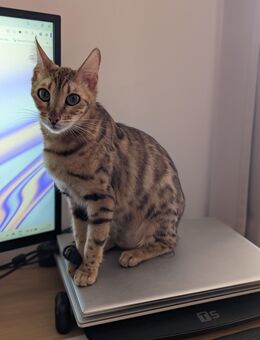 Bengal Katze - Brackenheim