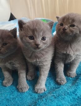 BKH Kitten - Nördlingen