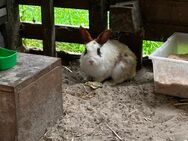 Zwergkaninchen Rammler abzugeben - Zetel