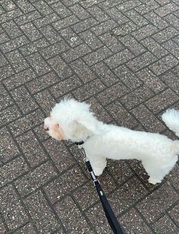 Malteser-Bichon Rüde - Hörstel