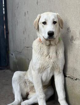 Sanfte Zia - Ellerbek