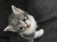 Kitten - Delmenhorst Zentrum