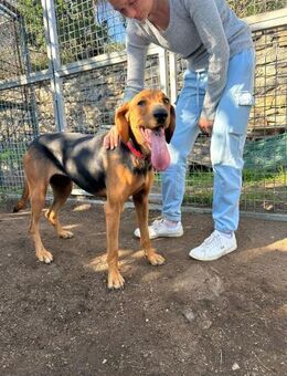 Zuhause/Pflegestelle gesucht für Kirki - Miesbach