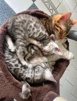 Süße Bengal Kitten Snow Seal Lynx und Silver - Werther (Westfalen) Zentrum