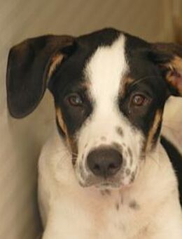 Möchten Sie Nettuno bei sich aufnehmen? - Neuss