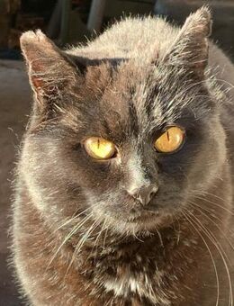 Fidelio braucht eine Familie! - Lenzen (Elbe) Zentrum