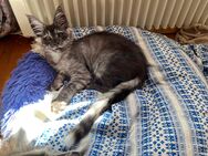 Reinrassige Maine Coon XXL Kitten- Junge in Black - Smok mit Stammbaum. - Bielefeld Zentrum