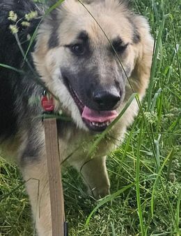 Schäferhund Nayla sucht ein Zuhause 450€ - Schwalmtal (Nordrhein-Westfalen)