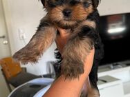 Yorkshire Terrier Welpe!!! - Worms Zentrum