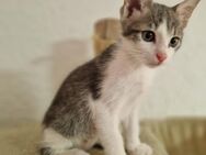 Kleiner Katter sucht liebevolle Familie - Reutlingen