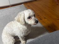 Bichon Malteser 8 Monate alt Rüde - Burghaun