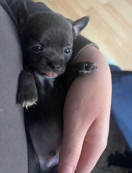 Chihuahua Welpen 5 suchen ein zuhause ab sofort - Gelsenkirchen Resse