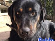 Pablo 11/19 - sucht geduldige Menschen - Heppenheim (Bergstraße)