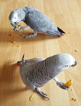 Junges Graupapagei Pärchen abzugeben. - Berlin Marzahn-Hellersdorf