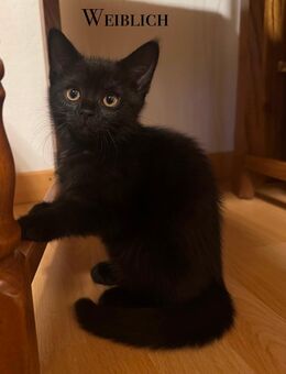 BKH Mix Kätzchen - Blomberg Zentrum