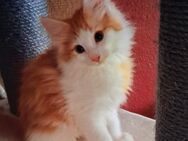Maine coon kitten - Reinsdorf (Thüringen)