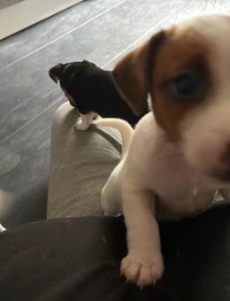 Jack russel Rüde sucht noch ein zu Hause - Büddenstedt