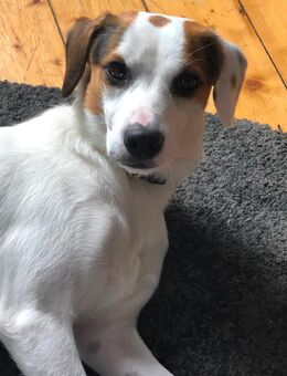 Jack Russel-Beagle Mix Rüde - Butzbach (Friedrich-Ludwig-Weidig-Stadt)